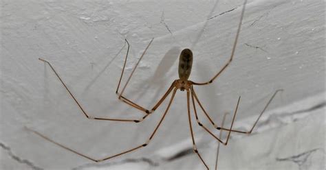 Sex Crazed Daddy Long Legs Are About To Invade Your Home Heres How