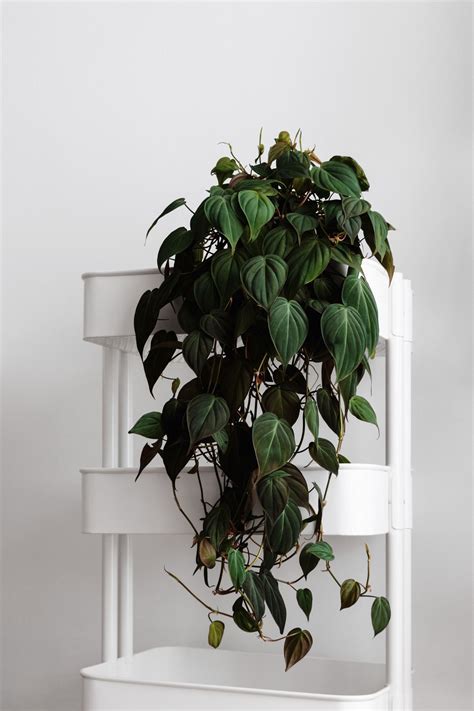 10 Best Indoor Hanging Plants That Thrive in Apartments