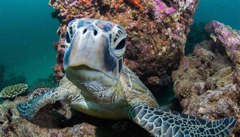 Species Feature: Green Turtle | Australian Wildlife Journeys