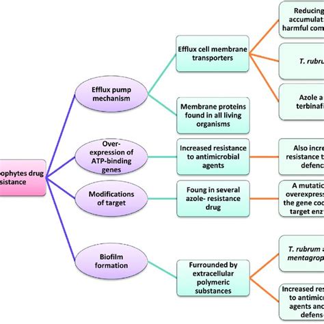 (PDF) Challenges in Dermatophytosis Treatment