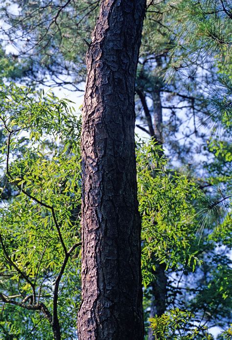 Pinus Serotina Pinaceae Image 31390 At PhytoImages Siu Edu