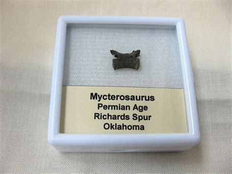 Permian-Mycterosaurus-Synapsid-Vertebrae-3.jpg for sale