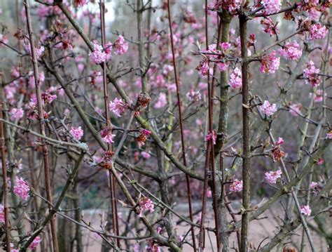 Ma Botanique Viorne de Bodnant Viorne dhiver parfumée