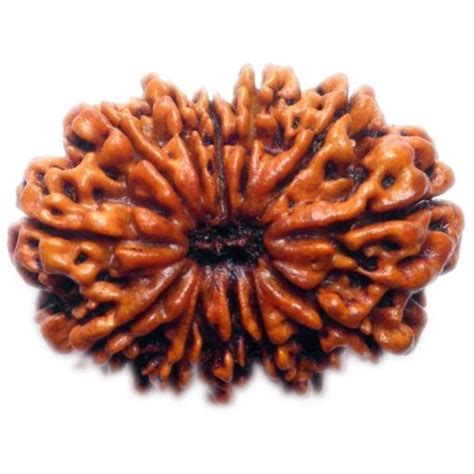 Natural 12 Mukhi Rudraksha Benefits And Its Uses