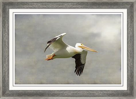 American White Pelicans Prints Colorado Nature Landscape Art Prints