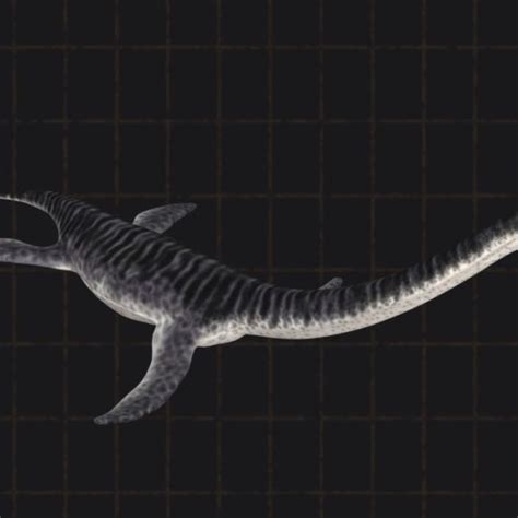 Plesiosaurs 101