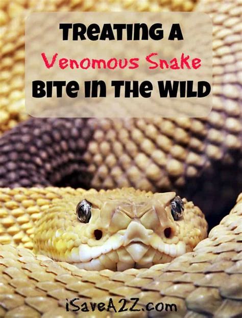 Treating a Venomous Snake Bite in The Wild - iSaveA2Z.com