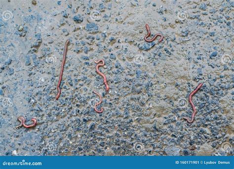 Red Earthworms Crawled on the Asphalt after the Rain Stock Image ...