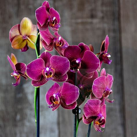 Orchidee Phalaenopsis Richtig Pflegen Und Gie En