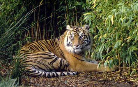 Body part by body part, Sumatran Tigers are being sold into extinction | WWF-Singapore