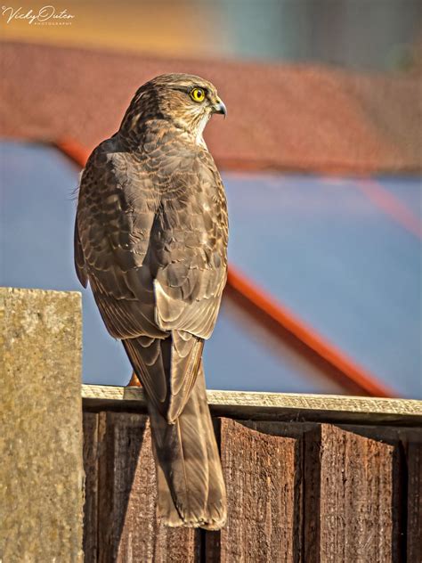 Sparrowhawk Female On My Garden Fence Warrington UK Vicky Outen