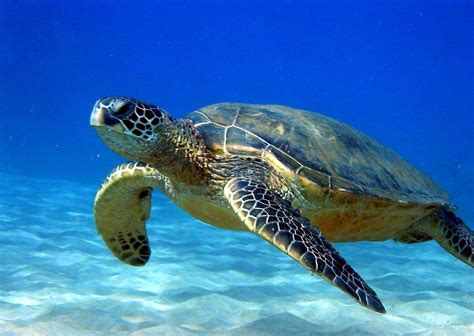 Turtle Wallpapers Top Hình Ảnh Đẹp