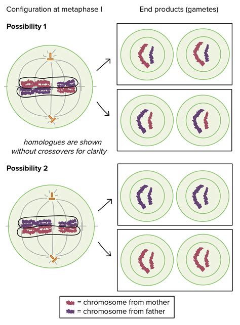 Meiosis Cell Division Biology Article Khan Academy — db-excel.com