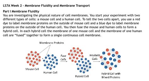 LSZA Week 2 - Membrane Fluidity and Membrane | Chegg.com