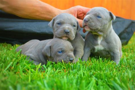 Five Adorable Videos of Blue Nose Pitbull Puppies