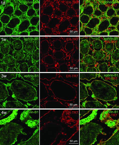 Immunofluorescence Micrographs Showing Ephrin B Immunoreactivity In