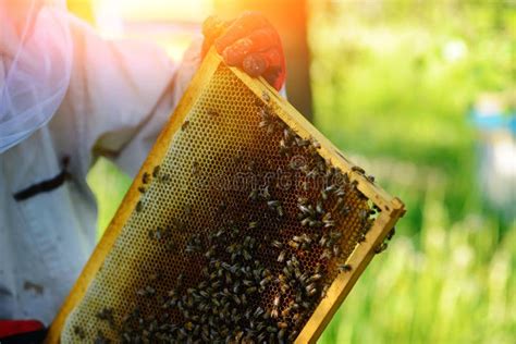 L Apiculteur Prend Le Cadre Avec Le Nid D Abeilles De La Ruche Image