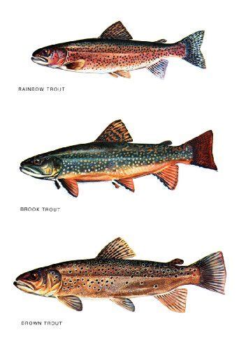 Trout Classification Poster Fishing Rainbow Trout Brown Trout Brook