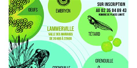 A la découverte des amphibiens Terroir de Caux