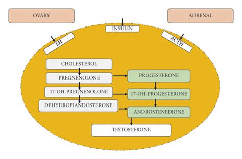 Production Of Androgen In Ovaries And Adrenal Gland Biosynthesis Of