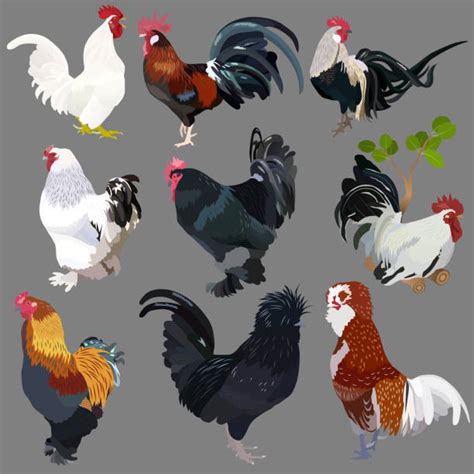 Broiler Chicken Farm Stock Vectors Istock