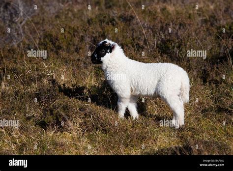 Highland Sheep Scotland Ram High Resolution Stock Photography And