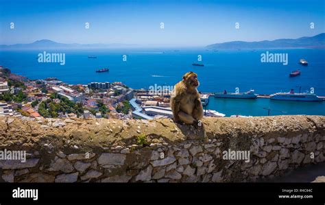 Monkey in Gibraltar Stock Photo - Alamy