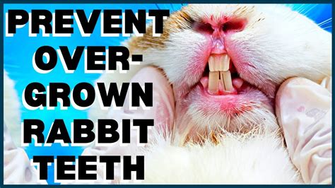 Overgrown Rabbit Teeth