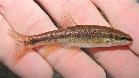 Maryland Biodiversity Project Blacknose Dace Rhinichthys Atratulus