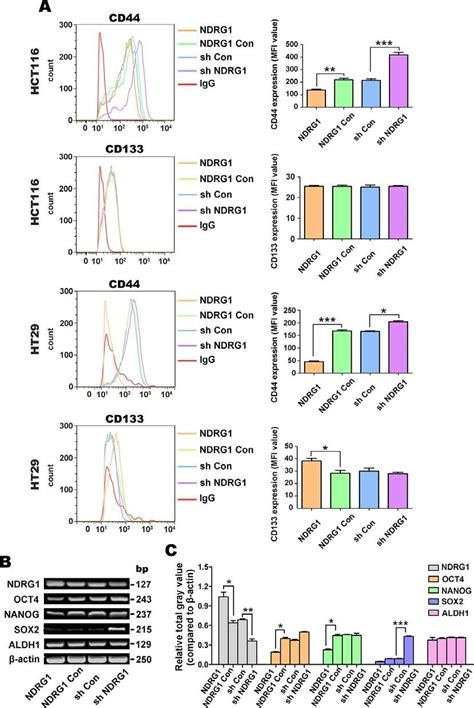 Ndrg1 Over Expression Decreases Expression Of The Csc Marker Cd44 But