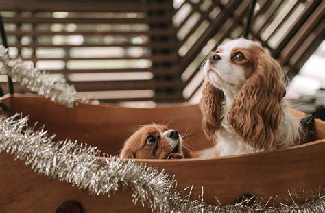 Top 10 Christmas Dog Movies | Get WAG