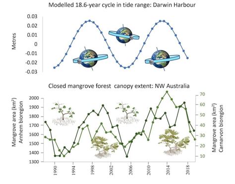 Mangrove Forests in Australia Tend to Grow According to A Roughly 18 ...