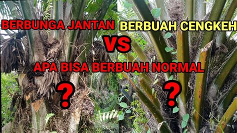 Apa Masih Bisa Berbuah Normal Sawit Buah Cengkeh Dan Sawit Berbunga