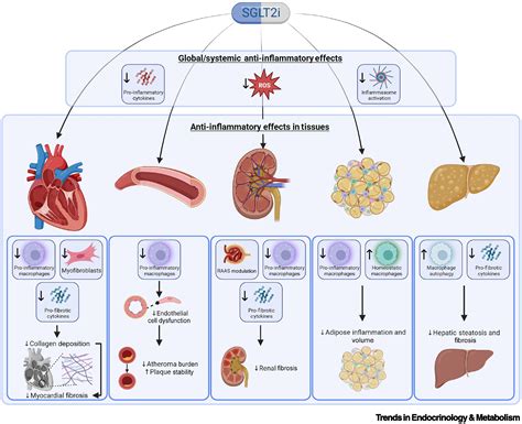 Systemic And Organ Specific Anti Inflammatory Effects Of Sodium Glucose