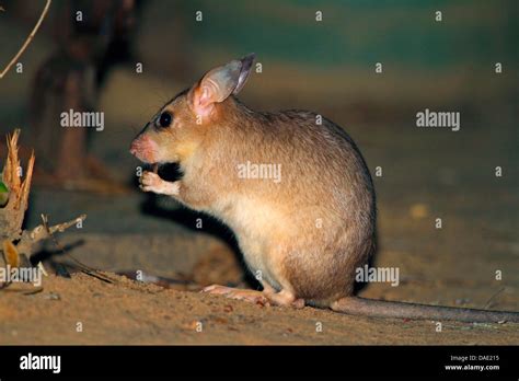 Giant jumping rat, Malagasy giant rat, Malagasy giant jumping rat ...