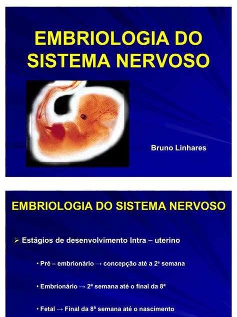 Embriologia Do Sistema Nervoso Pdf Medula Espinhal Telencéfalo