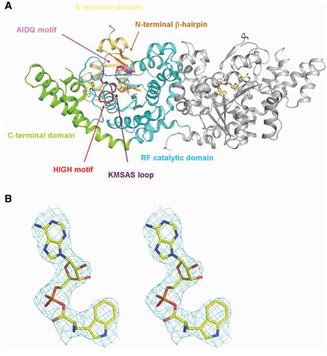 Figure 1 From Crystal Structure Of Pyrococcus Horikoshii Tryptophanyl