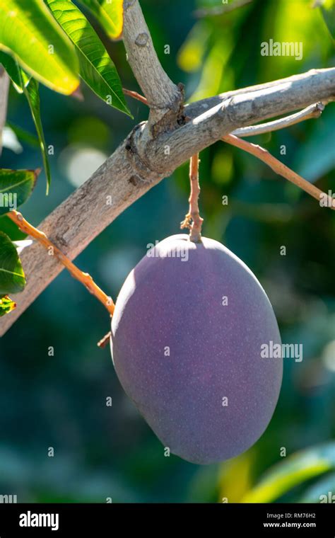 Tropical Mango Tree With Big Ripe Purple Mango Fruits Growing In