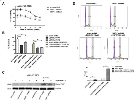 A A549 Cells Were Transfected As Indicated And 24 H After