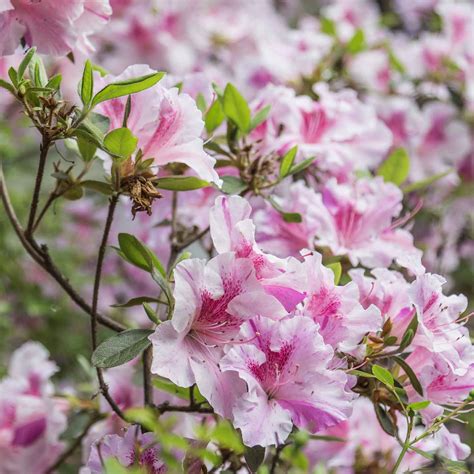 Rhododendron Care: How To Grow Beautiful Rhododendrons and Azaleas - Gardening @ From House To Home