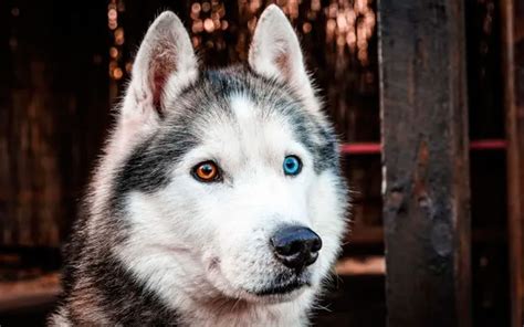 As Cores Dos Olhos Do Husky Siberiano