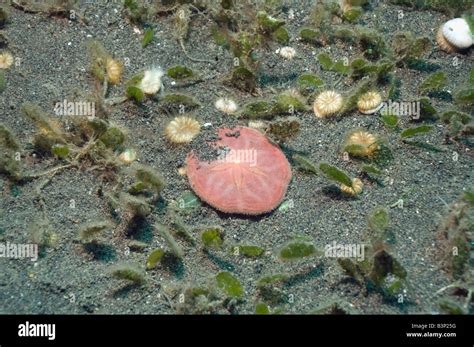 Sand Dollar Alive