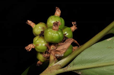 Plagiostachys Plant Zingiberaceae Image At Phytoimages Siu Edu