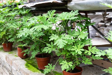 Citronella Plant Care: How To Grow Mosquito Plants