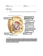 Prueba corta partes de la célula 1 docx Nombre Profesora L Torres