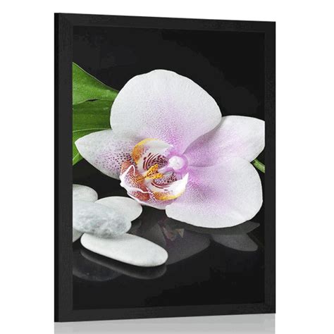 Poster Zen Steine Und Orchidee Dovido De