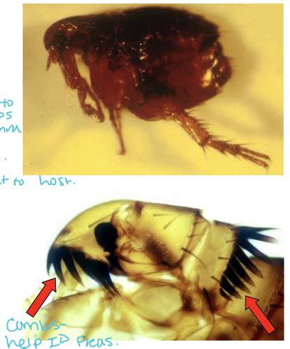 Fleas And Lice Flashcards Quizlet