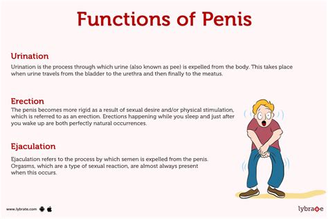 Penis Male Anatomy Diagram Function Diseases And More