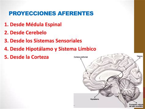 La Formacion Reticular Y El Sitema Limbico PPT