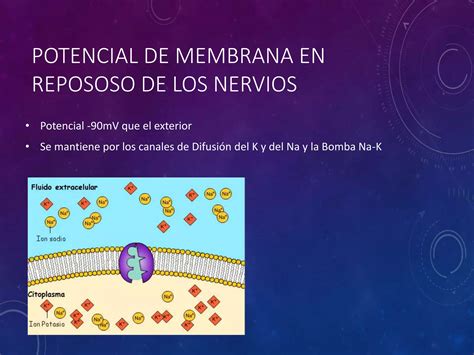 Potenciales De Membrana Y Potenciales De Acción Ppt